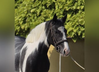 Más ponis/caballos pequeños, Caballo castrado, 4 años, 140 cm, Pío