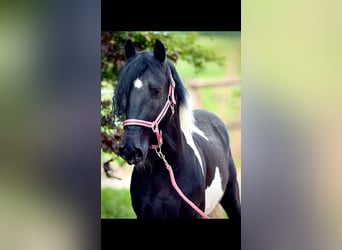 Más ponis/caballos pequeños, Caballo castrado, 4 años, 140 cm, Pío