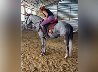 Más ponis/caballos pequeños, Caballo castrado, 4 años, 140 cm, Tordo