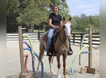 Más ponis/caballos pequeños Mestizo, Caballo castrado, 4 años, 142 cm, Bayo