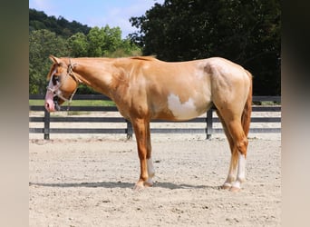 Más ponis/caballos pequeños Mestizo, Caballo castrado, 4 años, 142 cm, Bayo