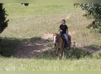 Más ponis/caballos pequeños Mestizo, Caballo castrado, 4 años, 142 cm, Bayo