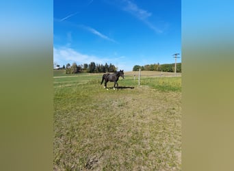 Más ponis/caballos pequeños Mestizo, Caballo castrado, 4 años, 142 cm, Negro