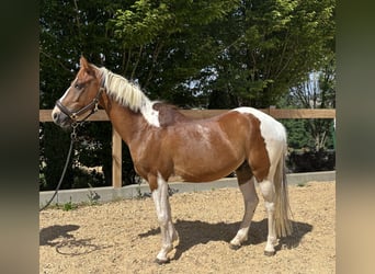 Más ponis/caballos pequeños, Caballo castrado, 4 años, 142 cm, Pío