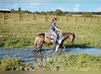 Más ponis/caballos pequeños Mestizo, Caballo castrado, 4 años, 142 cm, Pío