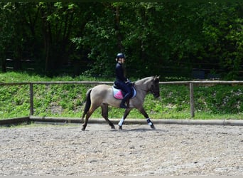 Más ponis/caballos pequeños, Caballo castrado, 4 años, 143 cm, Bayo