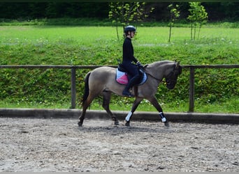 Más ponis/caballos pequeños, Caballo castrado, 4 años, 143 cm, Bayo