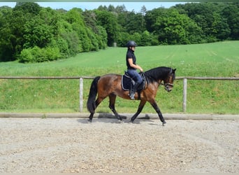Más ponis/caballos pequeños, Caballo castrado, 4 años, 143 cm, Castaño