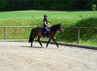 Más ponis/caballos pequeños, Caballo castrado, 4 años, 143 cm, Castaño