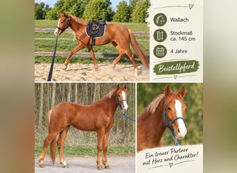 Más ponis/caballos pequeños, Caballo castrado, 4 años, 145 cm, Alazán