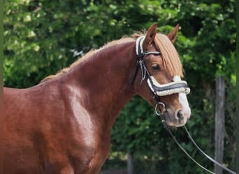 Más ponis/caballos pequeños, Caballo castrado, 4 años, 145 cm, Alazán-tostado