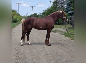 Más ponis/caballos pequeños, Caballo castrado, 4 años, 145 cm, Alazán-tostado