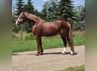 Más ponis/caballos pequeños, Caballo castrado, 4 años, 145 cm, Alazán-tostado