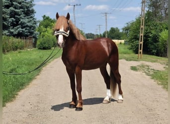 Más ponis/caballos pequeños, Caballo castrado, 4 años, 145 cm, Alazán-tostado