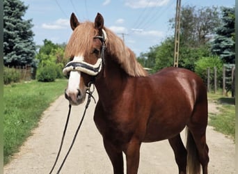 Más ponis/caballos pequeños, Caballo castrado, 4 años, 145 cm, Alazán-tostado