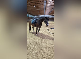Más ponis/caballos pequeños Mestizo, Caballo castrado, 4 años, 145 cm, Buckskin/Bayo