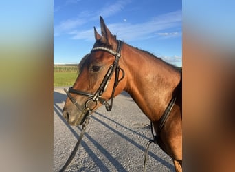 Más ponis/caballos pequeños, Caballo castrado, 4 años, 145 cm, Castaño claro