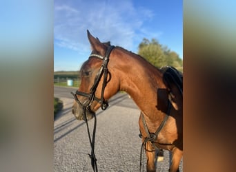 Más ponis/caballos pequeños, Caballo castrado, 4 años, 145 cm, Castaño claro