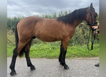 Más ponis/caballos pequeños, Caballo castrado, 4 años, 145 cm, Castaño claro