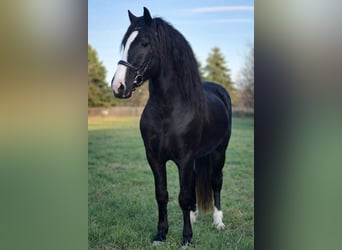 Más ponis/caballos pequeños, Caballo castrado, 4 años, 145 cm, Negro