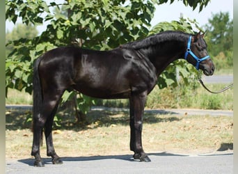 Más ponis/caballos pequeños, Caballo castrado, 4 años, 145 cm, Negro