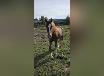 Más ponis/caballos pequeños, Caballo castrado, 4 años, 146 cm, Alazán