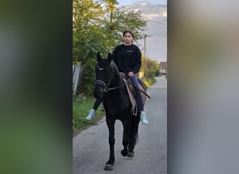 Más ponis/caballos pequeños, Caballo castrado, 4 años, 146 cm, Negro