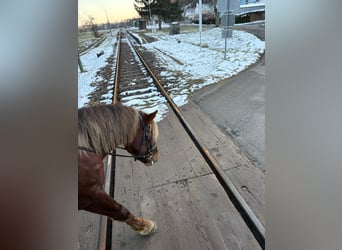 Más ponis/caballos pequeños, Caballo castrado, 4 años, 147 cm, Alazán-tostado