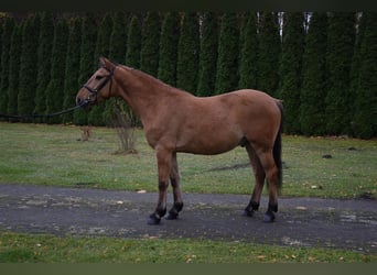 Más ponis/caballos pequeños, Caballo castrado, 4 años, 147 cm, Bayo