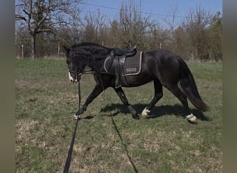 Más ponis/caballos pequeños, Caballo castrado, 4 años, 147 cm, Negro