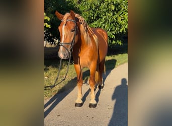 Más ponis/caballos pequeños, Caballo castrado, 4 años, 148 cm, Alazán