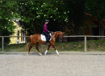 Más ponis/caballos pequeños, Caballo castrado, 4 años, 150 cm, Alazán-tostado
