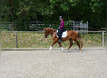 Más ponis/caballos pequeños, Caballo castrado, 4 años, 150 cm, Alazán-tostado