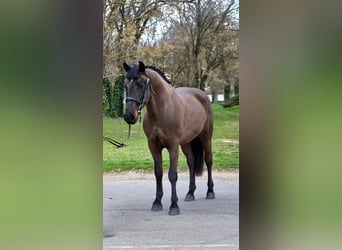 Más ponis/caballos pequeños, Caballo castrado, 4 años, 150 cm, Castaño