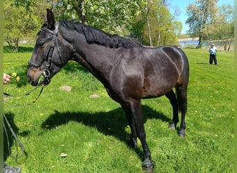 Más ponis/caballos pequeños, Caballo castrado, 4 años, 150 cm, Castaño oscuro