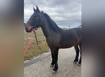 Más ponis/caballos pequeños, Caballo castrado, 4 años, 150 cm, Negro