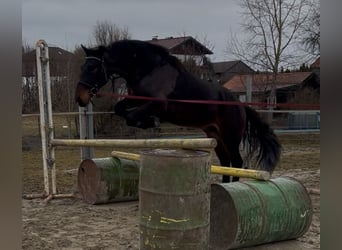 Más ponis/caballos pequeños, Caballo castrado, 4 años, 150 cm, Negro