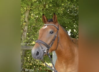 Más ponis/caballos pequeños Mestizo, Caballo castrado, 4 años, 152 cm, Castaño
