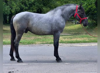 Más ponis/caballos pequeños, Caballo castrado, 4 años, 152 cm, Ruano azulado