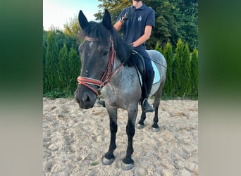 Más ponis/caballos pequeños, Caballo castrado, 4 años, 152 cm, Ruano azulado