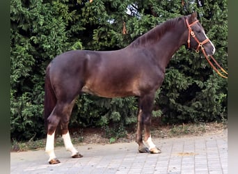Más ponis/caballos pequeños, Caballo castrado, 4 años, 155 cm, Alazán-tostado