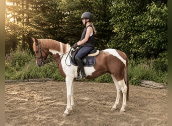 Más ponis/caballos pequeños, Caballo castrado, 4 años, 155 cm, Pío