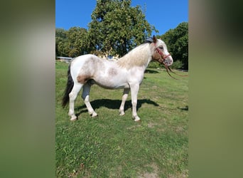 Más ponis/caballos pequeños, Caballo castrado, 4 años, 155 cm, Pío