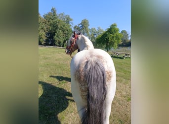 Más ponis/caballos pequeños, Caballo castrado, 4 años, 155 cm, Pío