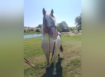 Más ponis/caballos pequeños, Caballo castrado, 4 años, 155 cm, Pío