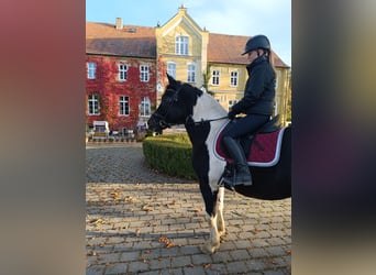Más ponis/caballos pequeños, Caballo castrado, 4 años, 155 cm, Pío