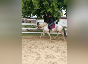 Más ponis/caballos pequeños, Caballo castrado, 4 años, 155 cm, Pío