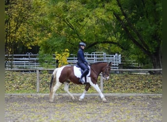 Más ponis/caballos pequeños, Caballo castrado, 4 años, 156 cm, Pío