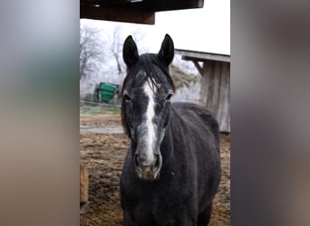 Más ponis/caballos pequeños Mestizo, Caballo castrado, 4 años, 160 cm, Tordo