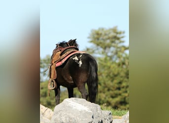 Más ponis/caballos pequeños, Caballo castrado, 4 años, 84 cm, Negro